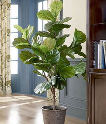 Online Designer Living Room Bunny Williams Faux Fiddle Leaf Fig Tree