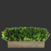 Online Designer Dining Room Desktop Mixed Plant in Planter