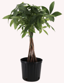 Online Designer Combined Living/Dining American Plant Exchange Money Tree