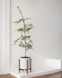 Online Designer Bedroom Black Olive Tree