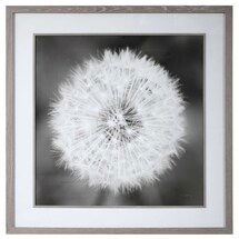 Online Designer Combined Living/Dining Dandelion Seedhead Framed Print