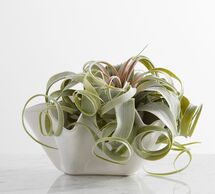 Online Designer Home/Small Office Faux Oversized Air Plant