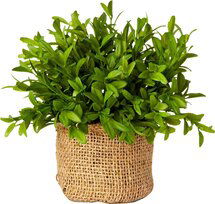 Online Designer Studio French Market Myrtle Plant in Burlap Pot