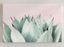 Online Designer Bedroom 'Sweet Succulents' Graphic Art Print