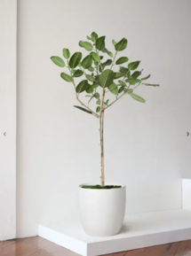 Online Designer Bedroom Ficus Audrey Tree