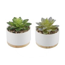 Online Designer Combined Living/Dining 2" Artificial Agave Succulent in Pot (Set of 2)