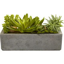 Online Designer Business/Office Floor Succulent Plant in Concrete Planter