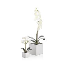 Online Designer Bedroom Potted Orchids