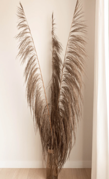 Online Designer Bedroom PAMPAS GRASS (3 STEM)- TYPE 7 UVA STALK BROWN 160 CM