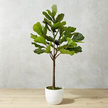 Online Designer Living Room potted 65" fiddle leaf fig