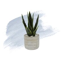 Online Designer Bathroom 6.5" Artificial Snake Plant in Pot