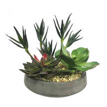 Online Designer Patio Succulent