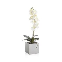 Online Designer Living Room Large Potted Orchid Plant