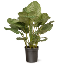 Online Designer Living Room Calathea Floor Foliage Plant in Pot