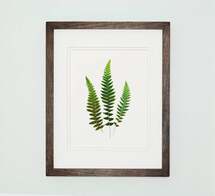 Online Designer Living Room Botanical Art - Print ONLY