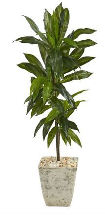 Online Designer Dining Room 4’ Dracaena Artificial Plant in Country White Planter (Real Touch)