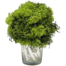 Online Designer Living Room Preserved Reindeer Moss Topiary