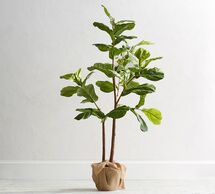 Online Designer Combined Living/Dining Faux Potted Fiddle Leaf Trees