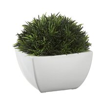 Online Designer Living Room Potted Moss