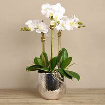 Online Designer Hallway/Entry Orchid Arrangement