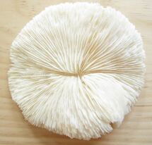 Online Designer Bedroom Mushroom Coral-Beach Decor