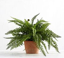 Online Designer Kitchen Houseplant