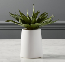 Online Designer Combined Living/Dining potted aloe