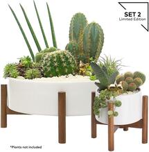 Online Designer Business/Office Set 2 Mid Century Modern Succulent Planter Large & Midi