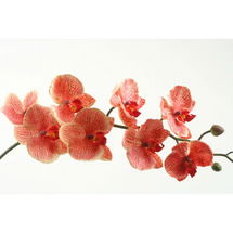 Online Designer Living Room Phael Orchid Stem