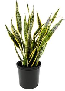 Online Designer Bathroom American Plant Exchange Sansevieria Laurentii, Live Snake Plant, 10-Inch Pot, Large Indoor Floor Plant, Easy Care, Low-Light Houseplant