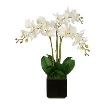 Online Designer Bathroom Triple Stem Orchid Centerpiece in Cube Vase