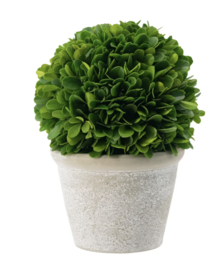 Online Designer Bedroom Boxwood Plant in Pot