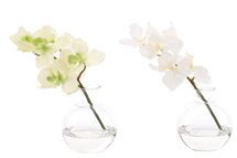 Online Designer Bedroom Orchid Vanda | Set of 2