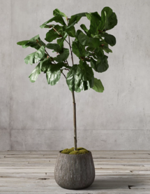 Online Designer Combined Living/Dining GRAND FAUX FIDDLE LEAF FIG TREE - MEDIUM