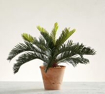 Online Designer Living Room FAUX POTTED SAGO PALM TREE