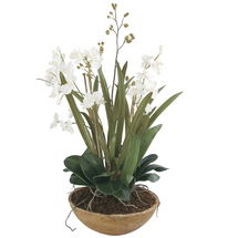 Online Designer Living Room Orchid Planter