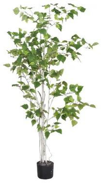 Online Designer Combined Living/Dining Birch tree in pot