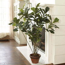 Online Designer Living Room Fiddle Leaf Tree