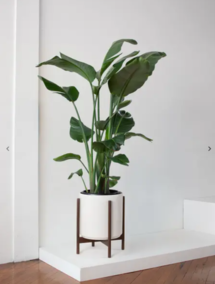 Online Designer Bedroom Bird of Paradise