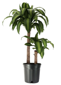 Online Designer Combined Living/Dining American Plant Exchange Dracaena Massangeana 'Corn Plant'