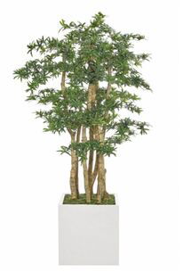 Online Designer Living Room Podocarpus