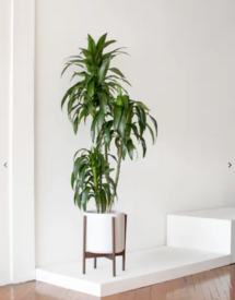 Online Designer Bedroom Dracaena Lisa