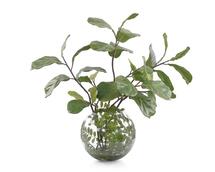 Online Designer Patio Margarette Fiddle Plant