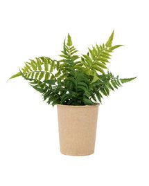 Online Designer Bedroom Faux Paper Pot Fern