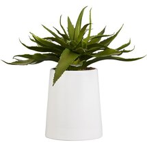 Online Designer Bedroom potted aloe