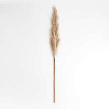 Online Designer Combined Living/Dining Pampas Grass