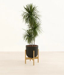 Online Designer Combined Living/Dining Dracaena Bicolor