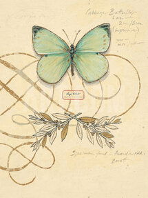 Online Designer Living Room Scripted Papillon Print