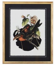 Online Designer Dining Room Curl Crested Aracari