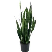 Online Designer Bedroom Sansevieria Zeylanica